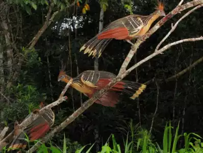 Hoatzin
