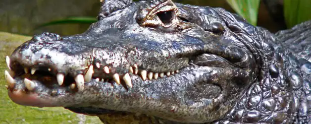 Dwarf crocodile