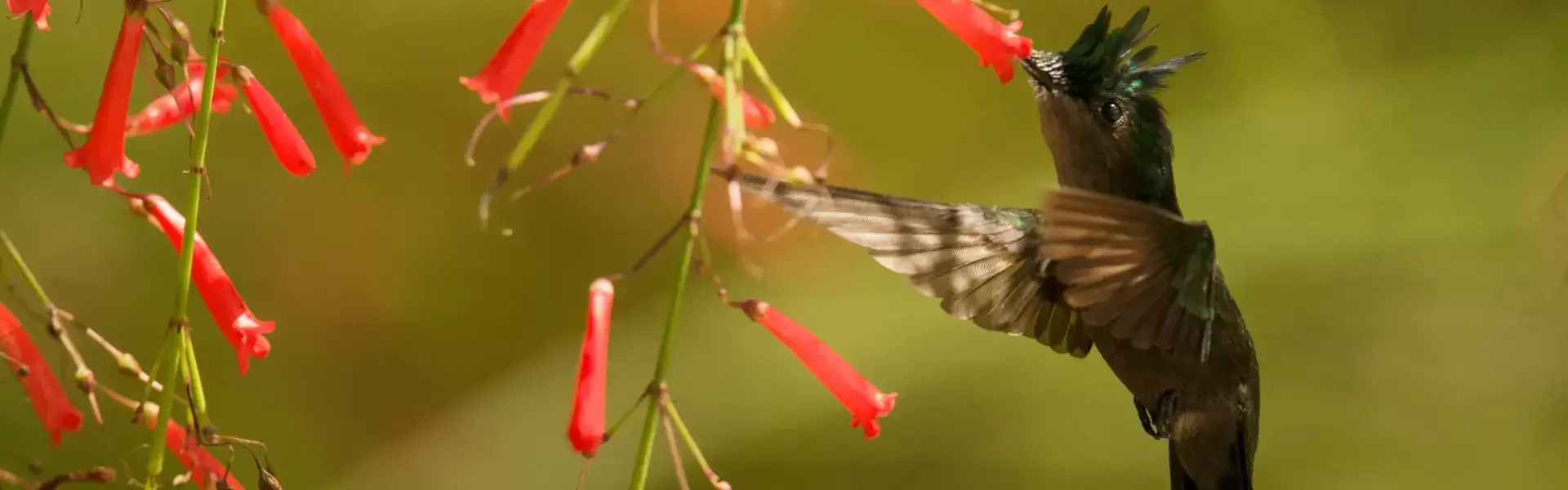 birding in guyana tour