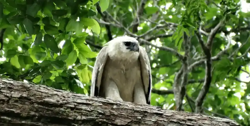 guyana birding tours- harpy eagle