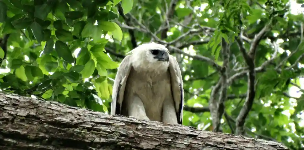 guyana birding tours- harpy eagle