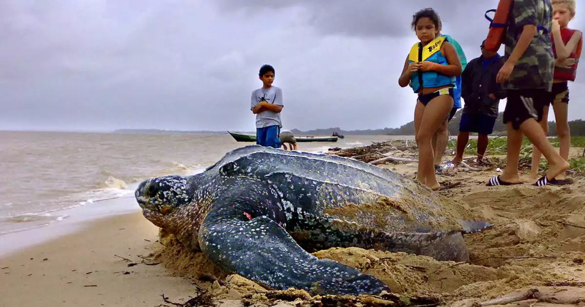 Leatherback Turtles