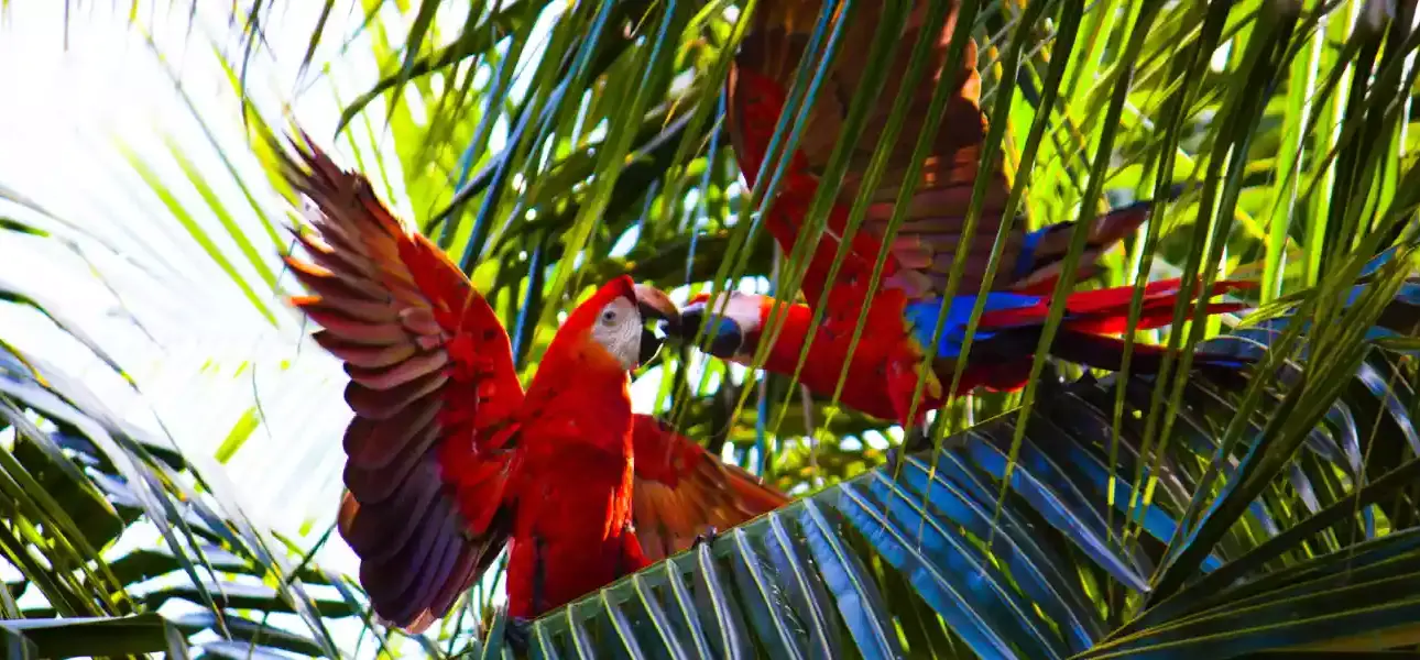 Guyana in Living Colour