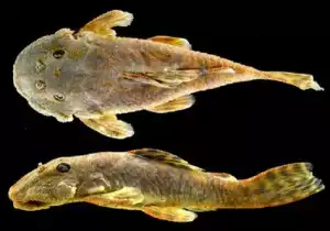 Parancistrus