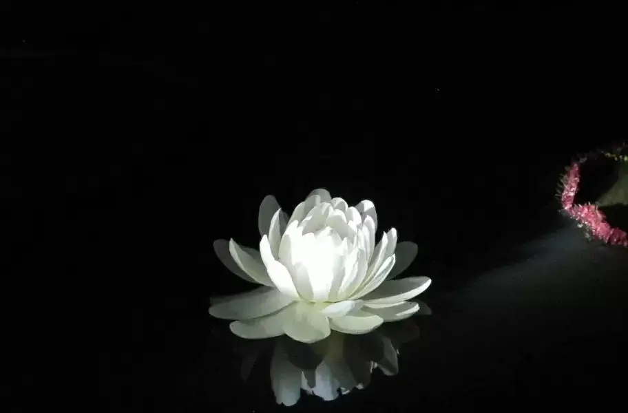 Water Liliy