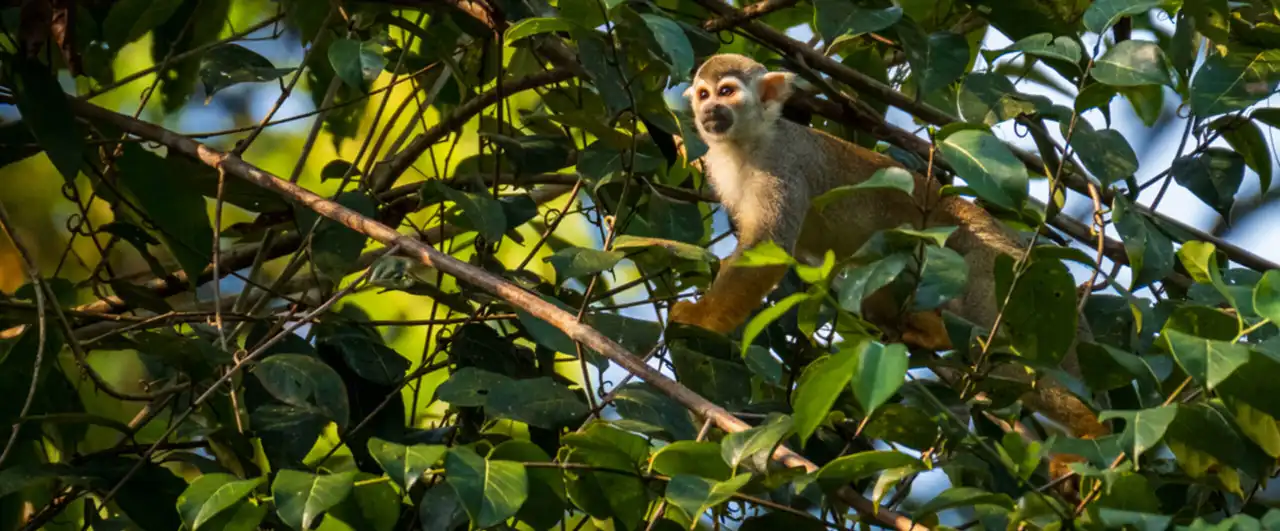 Guyana Wildlife and Adventure Journey