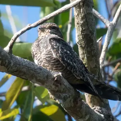 Birdwatching