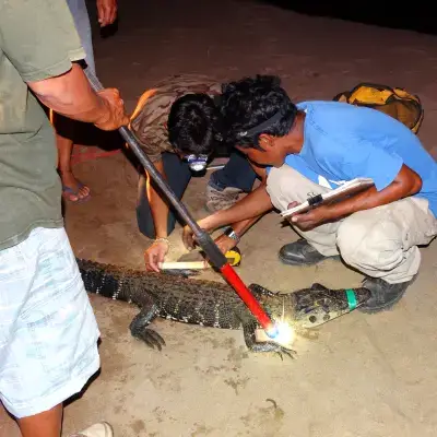 Caiman-Research