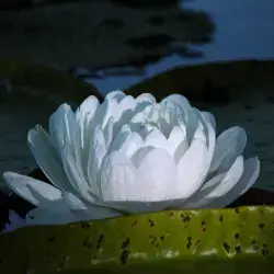 Victoria-Amazonica-1