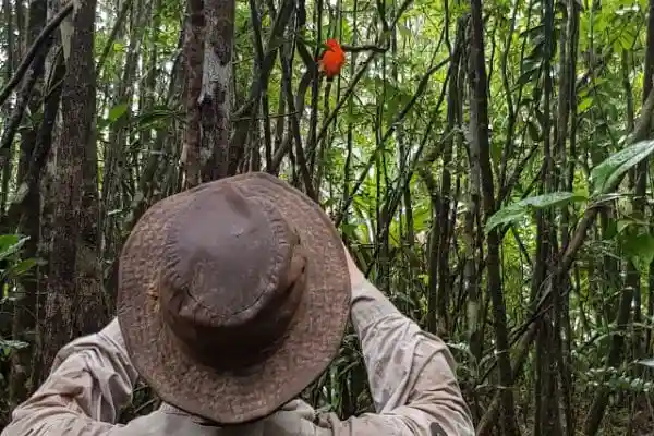 Guianan cock-of-the-rock spotted by Tourist