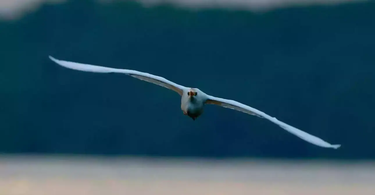 Explore Guyana – A Wildlife, Conservation & Indigenous Communities Journey