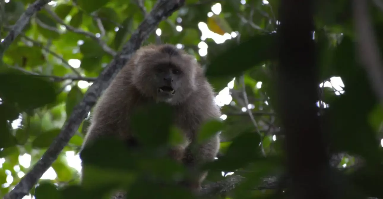 Atta-Rainforest-Lodge-Wildlife-1-scaled