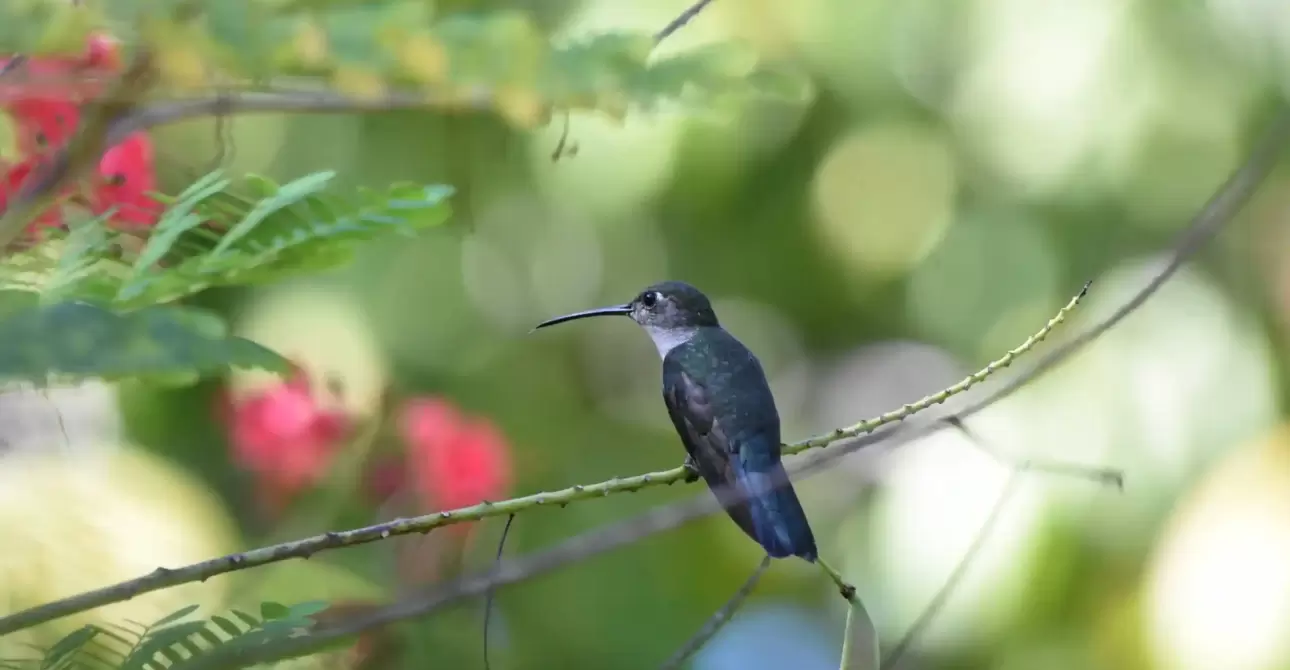 Atta-Rainforest-Lodge-Wildlife-2-scaled